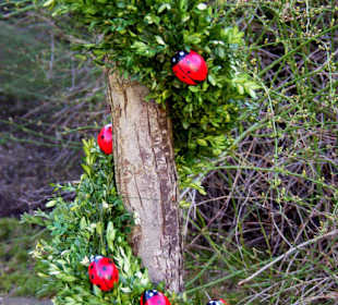 Großgeschaidt Heroldsberg Maikäferbaum