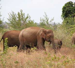 Elefanten im Udawalawe Nationalpark