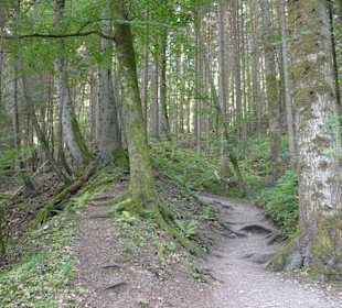 Wanderweg Wutachschlucht