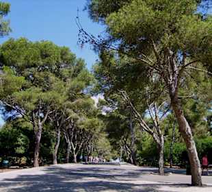 Allee zum Höhleneingang