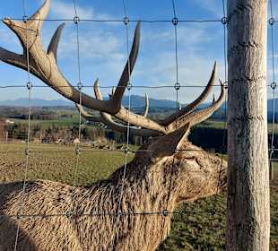 Wildgehege Schönegger Käsealm