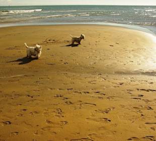 Hundestrand bei Ebbe