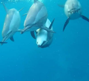 Delfin Tour Marsa Alam