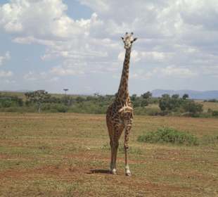 Giraffe Massai Mara