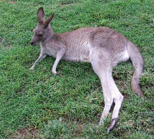 Zoobesuch bei Brisbane