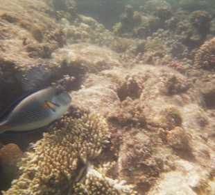 Imperatorkaiserfisch - Schnorcheln im Roten Meer