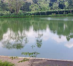 Swan Lake