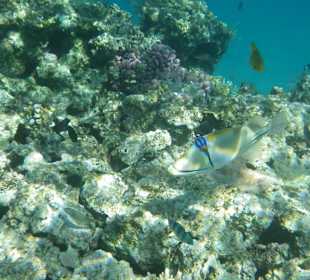 Schnorcheln Hurghada