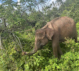 Udawalawe