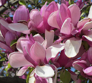 Abstecher ins blühende Meran