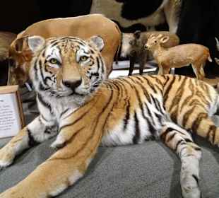 Tierpräparate im Naturkundemuseum