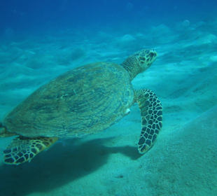 Schnorcheln mit Schildkröte