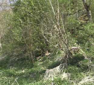 Waldlehrpfad an der Lauter