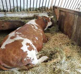 Im Stall eines Bauernhauses