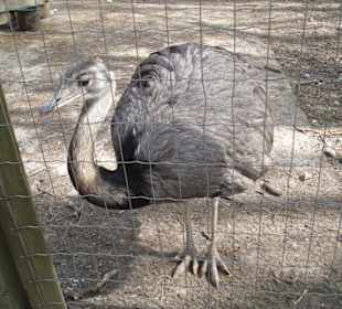 Emu