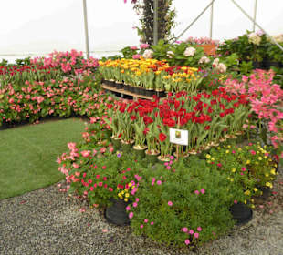 Blumen aus aller Welt im Treib- u. Gewächshaus