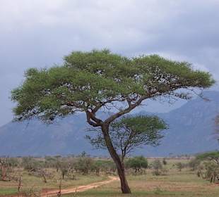 Tsavo Ost und West Safari 