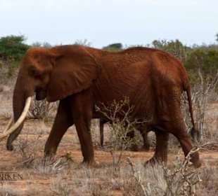 Man beachte die Länge der Stoßzähne