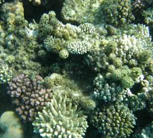 Hauseigenes Hotelriff