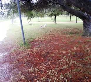 Lido dei Pini bei Regen