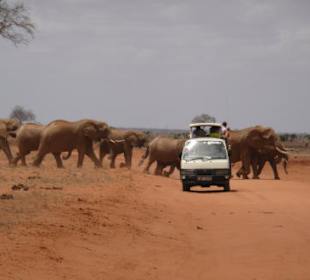 Eine ganze Herde dieser Riesen