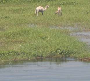 Baby Kamele am Nilufer