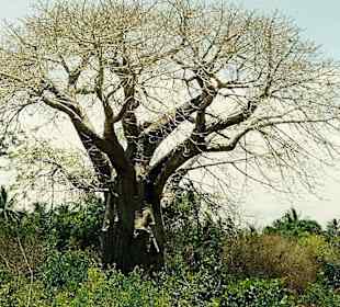 Baobab