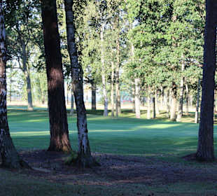 Kiefern umsäumte Bahnen