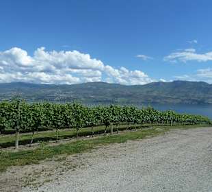 Weinstöcke Mission Hill Winery 