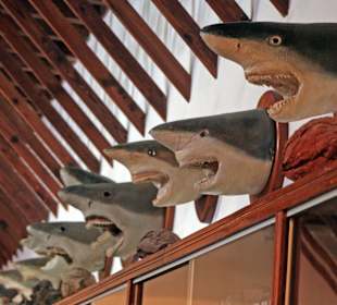 Gefährliches im Museum im Franziskanerkloster ...