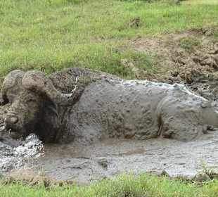 Büffel beim "Einbalsamieren"