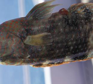 Rybka złowiona na Giftunie