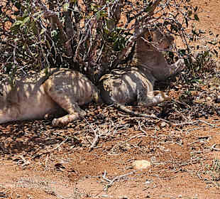 Julius Tact / JT Safaris