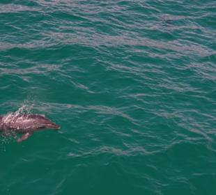 Delfin nähert sich unserem Boot...