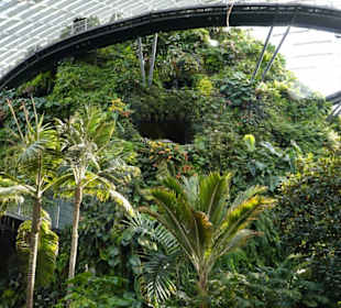 Cloud Forest