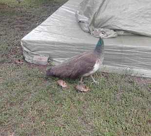 ... Mama Pfau hütet die Küken