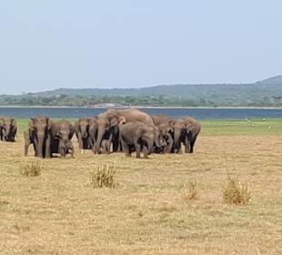 Safari im Mineriya Nationalpark; viele Elefanten 