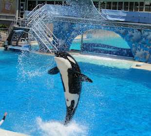 Killerwalvorführung