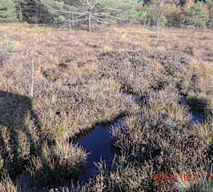 Das Moor mit Wasserlöchern