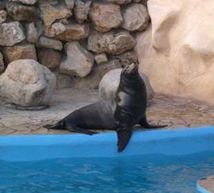 Marineland 