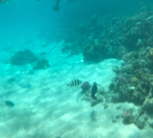 Schnorcheln Makadi Bay