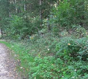 Der Bussen - heiliger Berg Oberschwabens Offingen