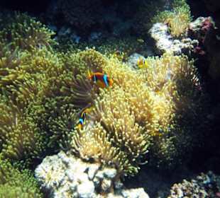 Prachtanemopnen - Schnorcheln Hausriff Gorgonia Be