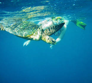 Kontaktfreudige Schildkröte 