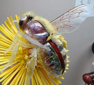 Exponate des Naturkundemuseums Coburg