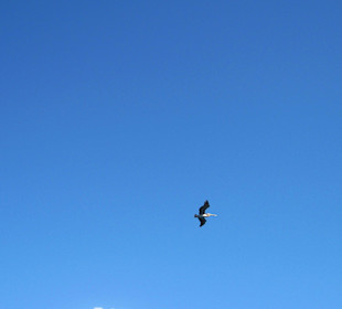 In luftiger Höhe - Pelikan