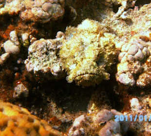 Hat giftige Stacheln in der Rueckenflosse