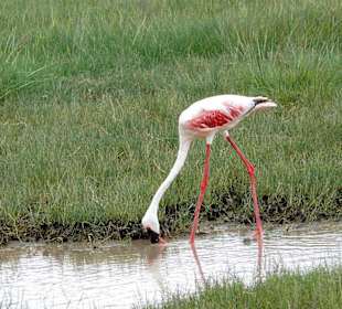 Flamingos gibt es auch im Krater