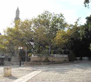 Platane des Hippocrates