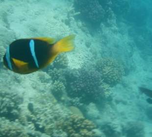 Beim Schnorcheln direkt am Steg vom Hotel Titanic Palace